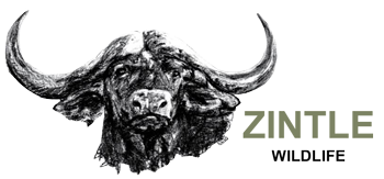 Zintle Wildlife